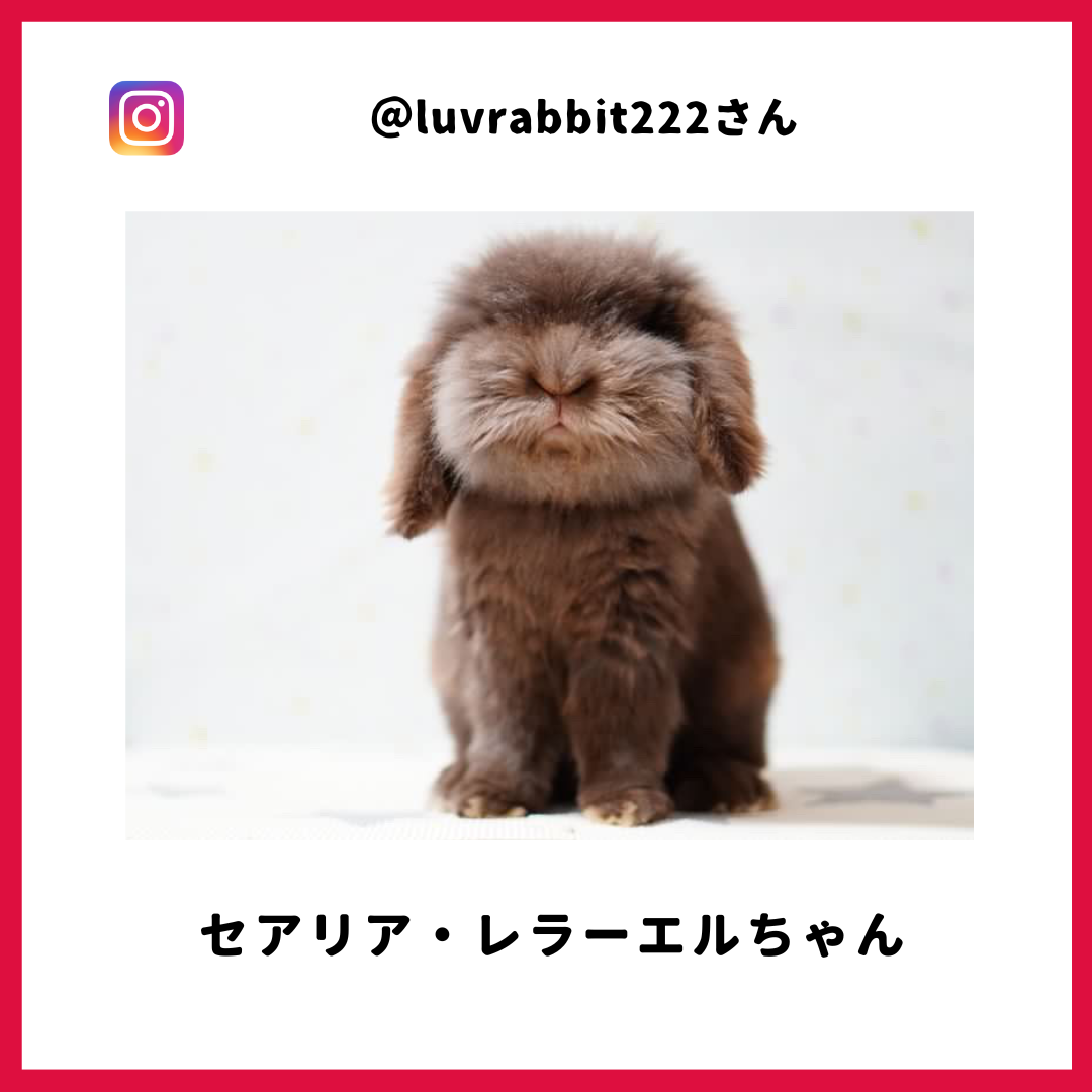 luvrabbit222