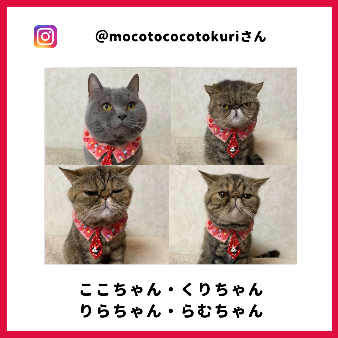 mocotococotokuri