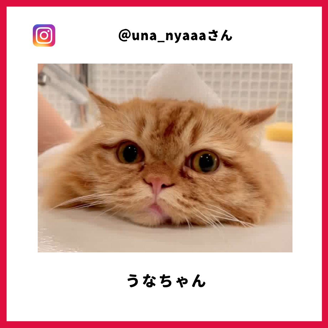 una_nyaaa