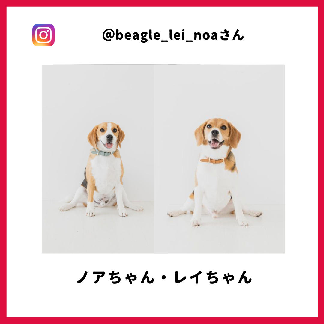 beagle_lei_noa