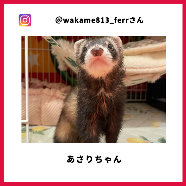 wakame813_ferr