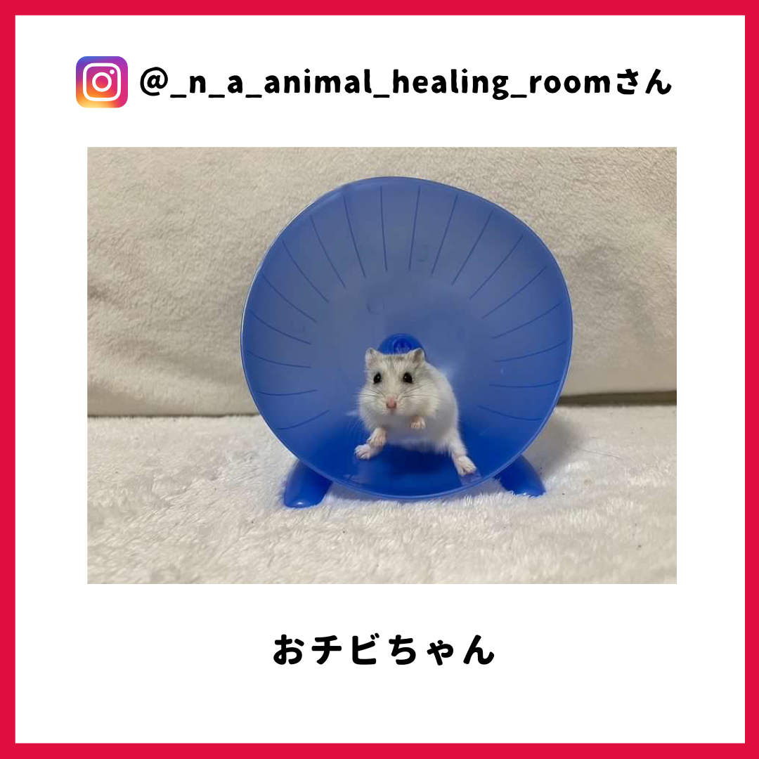 n_a_animal_healing_room