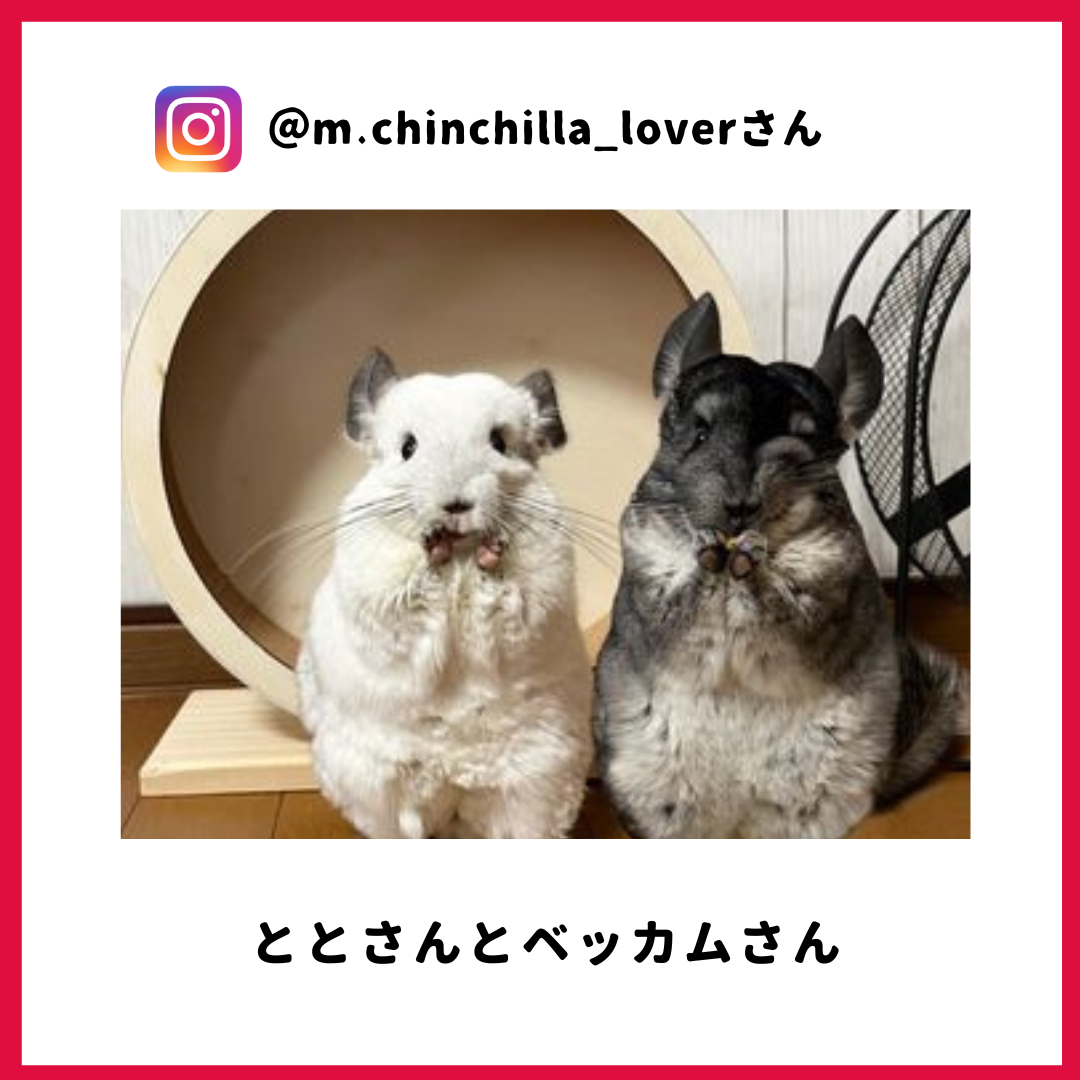 m.chinchilla_lover/