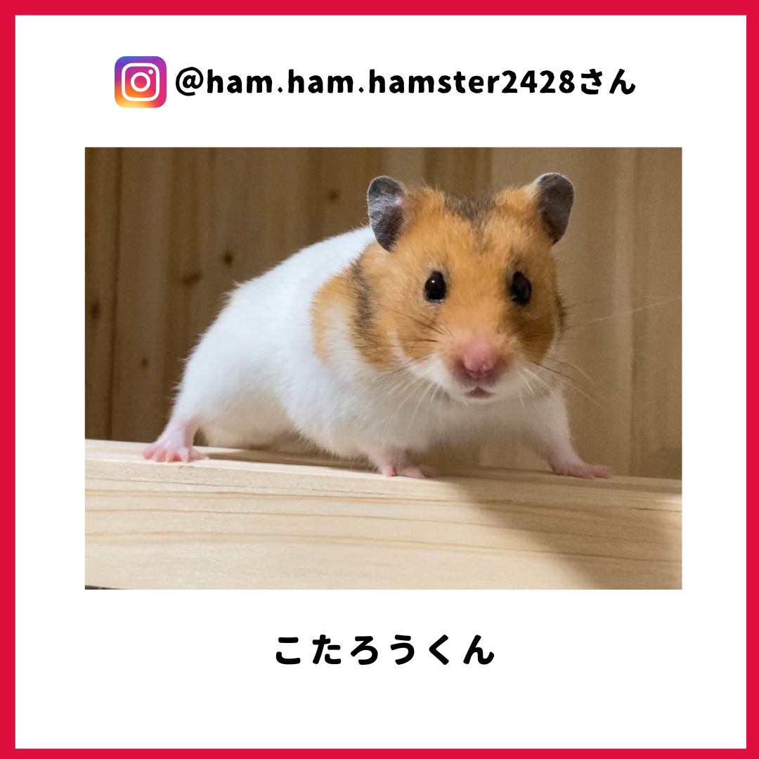ham.ham.hamster2428