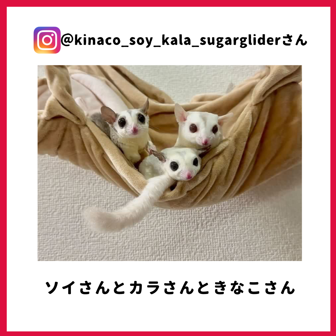 kinaco_soy_kala_sugarglider