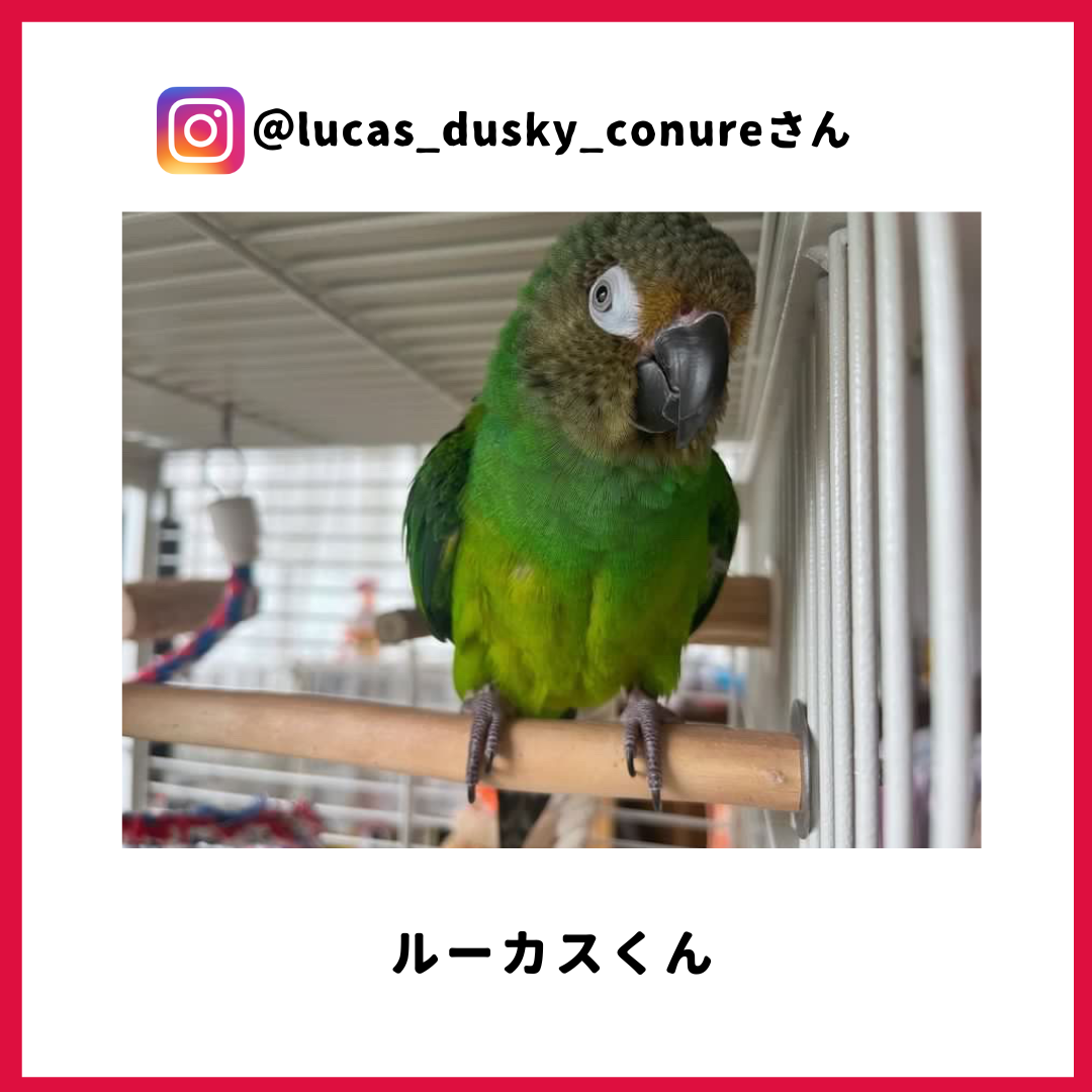 lucas_dusky_conure