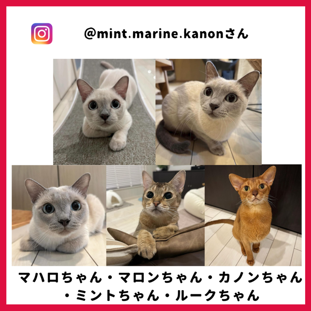 mint.marine.kanon