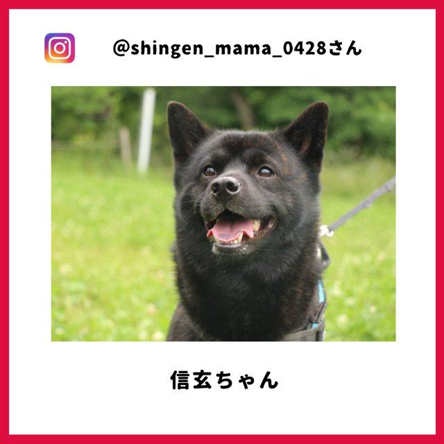 shingen_mama_0428