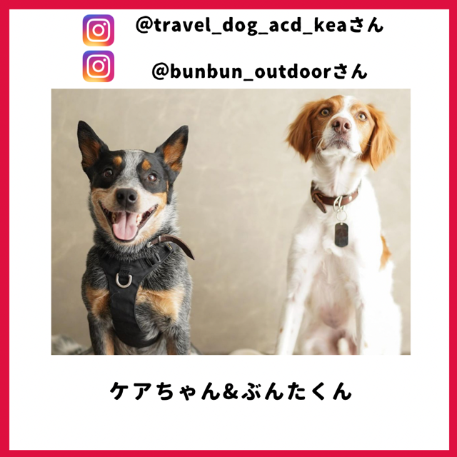 travel_dog_acd_kea