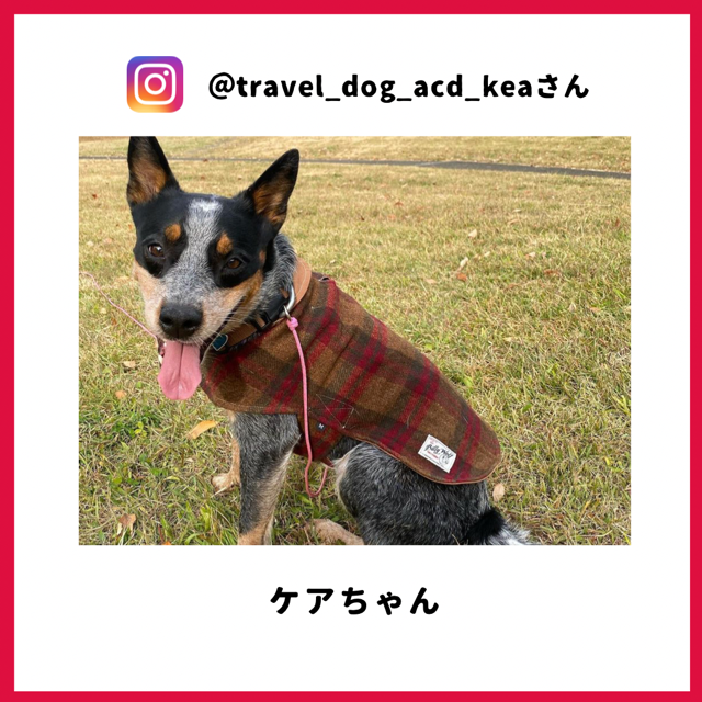 travel_dog_acd_kea