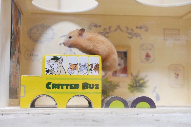 小動物用 ハウス WAREPET ハムスターハウス コルゲートクリッターバス