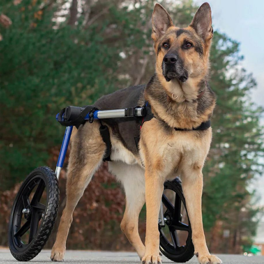 犬用 車椅子 Walkin Wheels ウォーキンホイールズ ドッグホイールチェア Lサイズカモフラージュ Wheel Kit 12インチ strut 12インチ wheel