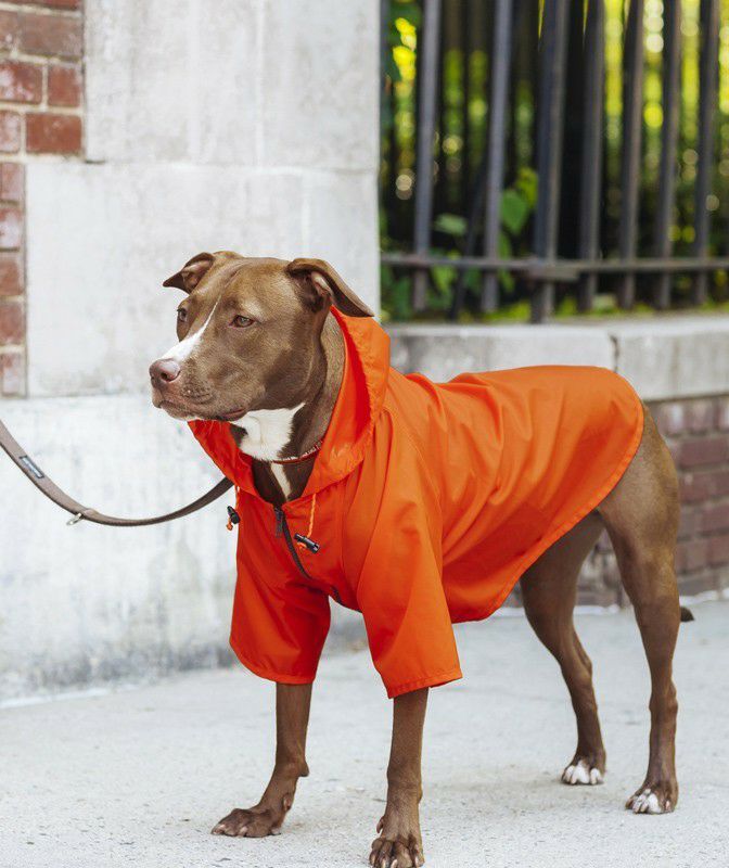 犬用 Wagwear レインコート ナイロンレインブレイカーレインコート sizes 10 オレンジ