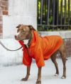 犬用 Wagwear レインコート ナイロンレインブレイカーレインコート sizes 14 オレンジ
