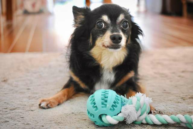 セール 犬おもちゃ ドイツtrixie 丈夫で大型犬ちゃんでも対応可能なおもちゃが新登場 デンタファンプレイングロープウィズボール ペットシーツと世界のペット用品のセレクトショップallforwan Slifeオールフォーワンズライフ