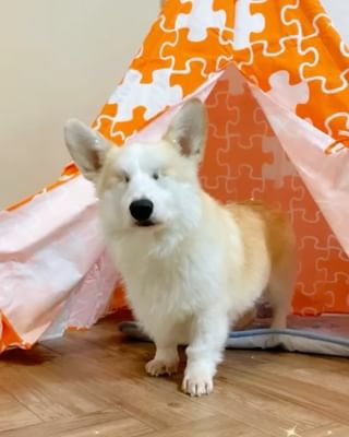 犬用 ペットベッド テント  zoovilla ティピーテント オレンジパズル Mサイズ