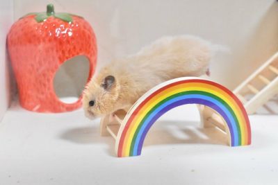 ハムスターのおもちゃ アメリカkaytee ハムトラックエクササイズループ ペットシーツと世界のペット用品のセレクトショップallforwan Slifeオールフォーワンズライフ ハムスターのおもちゃ アメリカkaytee ハムトラックエクササイズループ ペットシーツと世界のペット用品のセレクトショップallforwan Slifeオールフォーワンズライフ