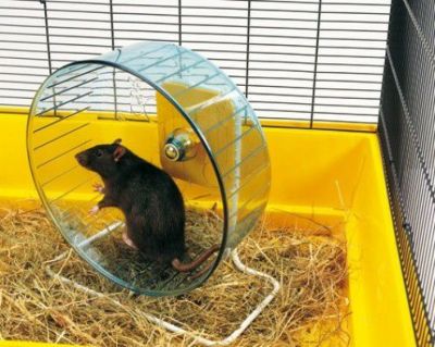 SAVIC/サヴィッチのペット用品通販ならALLFORWAN'sLIFE