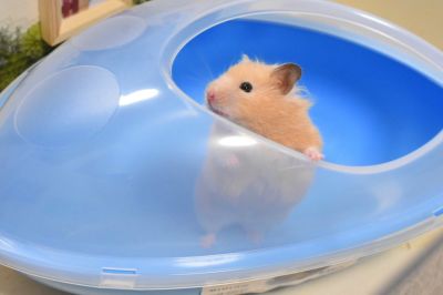 小動物用 トイレ SAVIC  ベルギーサヴィッチ チンチラさんの砂浴び ウェルネスバス