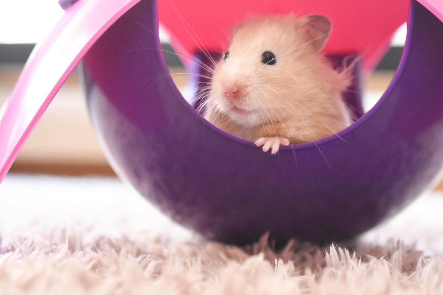 小動物用 おもちゃ SAVIC ベルギーサヴィッチ ハムスターハンモック