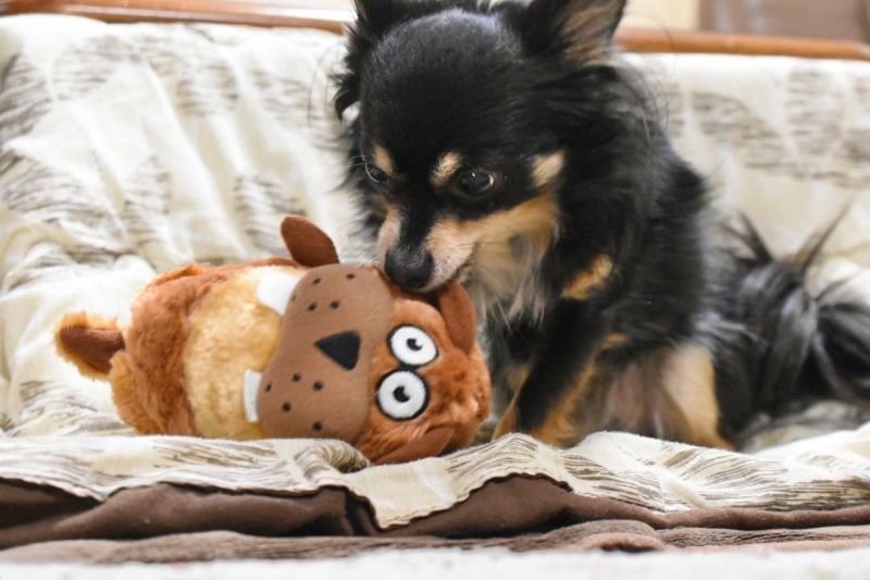 犬用 おもちゃ ペットメイト PETMATE Gruntsグランツビーバー