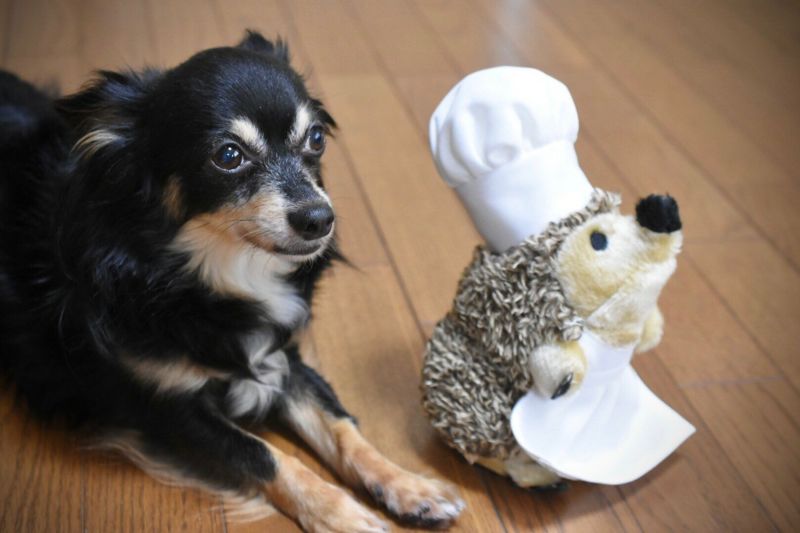 犬用 おもちゃ ペットメイト PETMATE ヘッジー シェフ