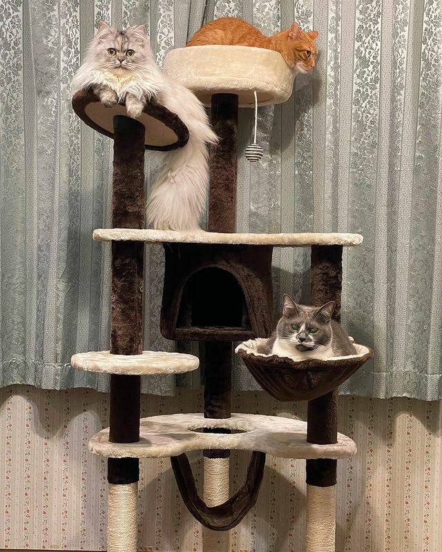 Allforwan Slifeキャットタワー おしゃれ 海外 キャットタワー イタリアimac ポルトス