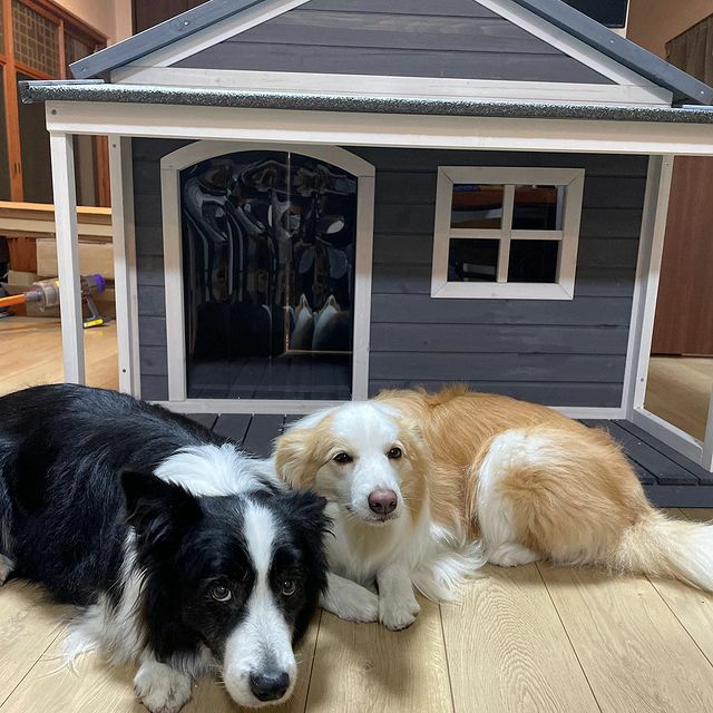 犬用 犬小屋 ニューホームタウンドッグハウス with テラスL ALLWAN 大型犬 屋外 用 犬 小屋 屋外用 大型犬 木製 テラス付き  オリジナルペットシーツと海外ペット用品のセレクトショップ ALLFORWAN'sLIFE（オールフォーワンズライフ）