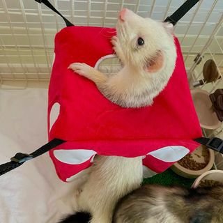 小動物用 おもちゃ MarshalPet マーシャルペット フェレットハンモック ハイローラーファジーダイスハンモック