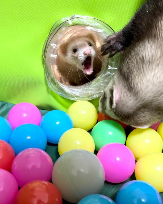 小動物用 おもちゃ MarshalPet マーシャルペット フェレットプレイ