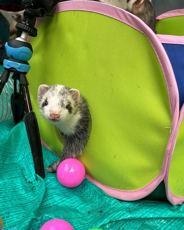 小動物用 おもちゃ MarshalPet マーシャルペット フェレットプレイ