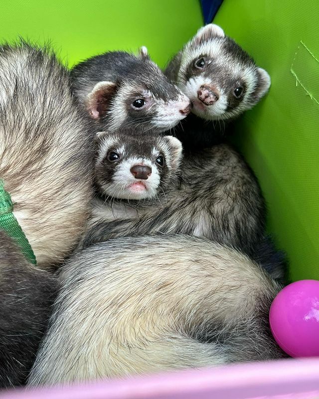 小動物用 おもちゃ MarshalPet マーシャルペット フェレットプレイ