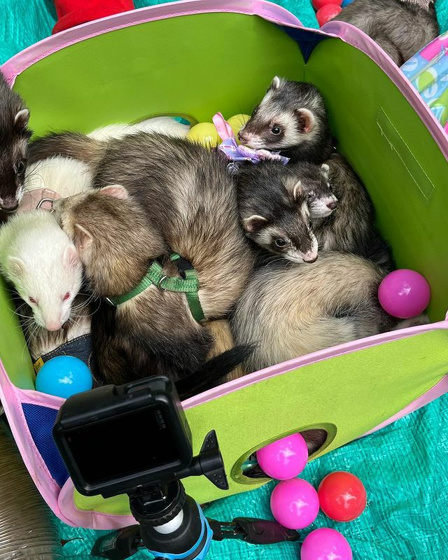 小動物用 おもちゃ MarshalPet マーシャルペット フェレットプレイ