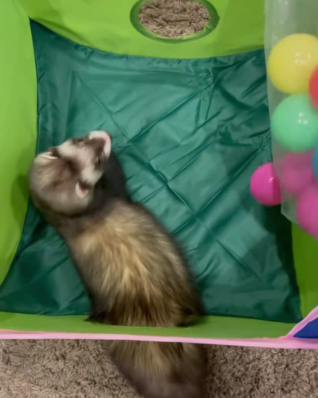 小動物用 おもちゃ MarshalPet マーシャルペット フェレットプレイ