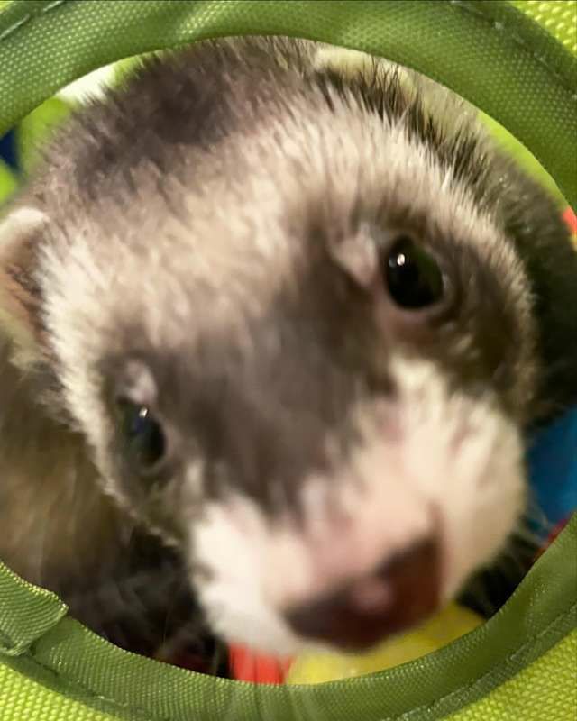 小動物用 おもちゃ MarshalPet マーシャルペット フェレットプレイ