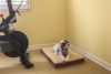 犬用 ベッド NEWAGEPET ニューエイジペット ホームクッションベッドLサイズ
