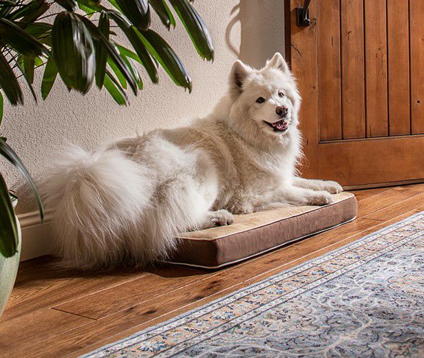 犬用 ベッド NEWAGEPET ニューエイジペット ホームクッションベッドXLサイズ