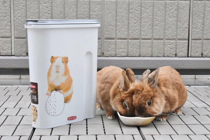 小動物用 フードストッカー カーバーペットライフ ロデントフードコンテナ 4.5L 1.5KG ハムスター 餌