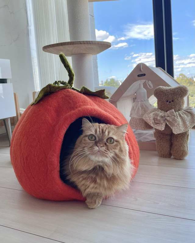 猫用 ベッド ダルマドッグカルマキャット パンプキンケイブ オレンジ