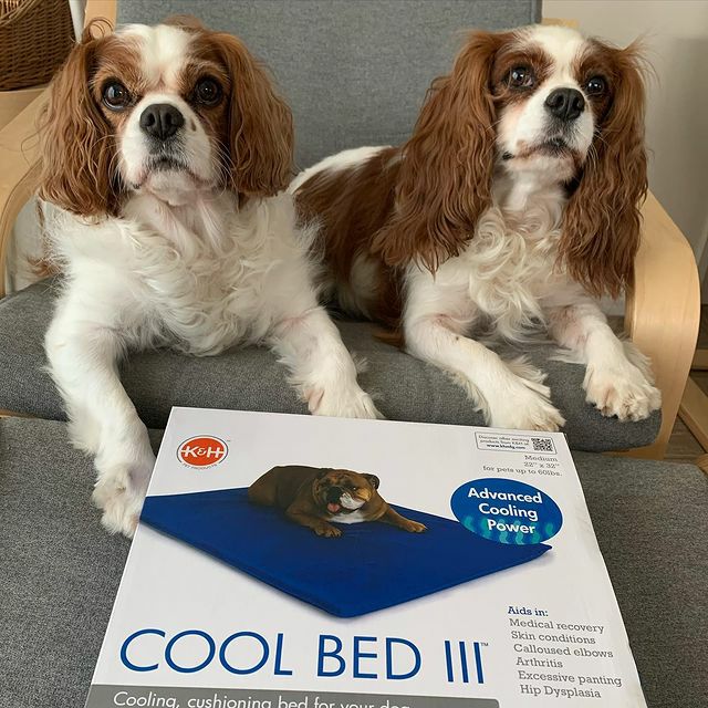 犬用 ベッド K&Hペットプロダクツ クールベッド3 MD ブルー ひんやり 冷感