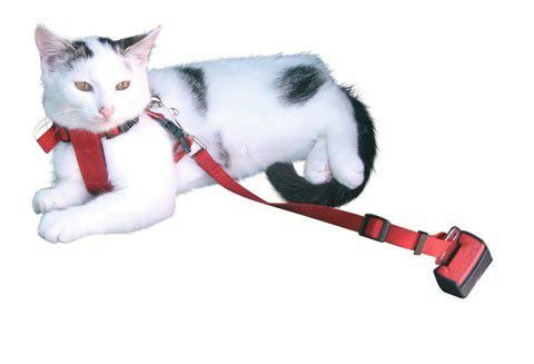 猫用 KERBL ケアブル 猫ちゃん超小型犬用シートベルト セーフティーベルト saftey belt for cats red
