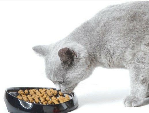 猫用 フードボウル SAVIC  ベルギーサヴィッチ 早食い防止 ウィスカー1 早食い 防止 皿 陶器