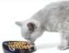 猫用 フードボウル SAVIC  ベルギーサヴィッチ 早食い防止 ウィスカー1 早食い 防止 皿 陶器