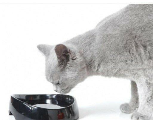 猫用 フードボウル SAVIC  ベルギーサヴィッチ 早食い防止 ウォーターボウル ウィスカーウォーター