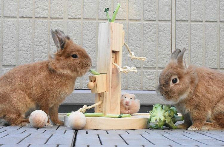 Allforwan Slife小動物用 おもちゃ Kerbl ケアブル 知育玩具 シンキング ラーニング トイフィードツリー