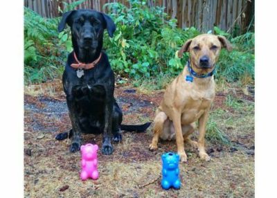 犬用 おもちゃ Ruffdawg ラフダーグ ガミーベアクランチ 壊れないおもちゃ USA製