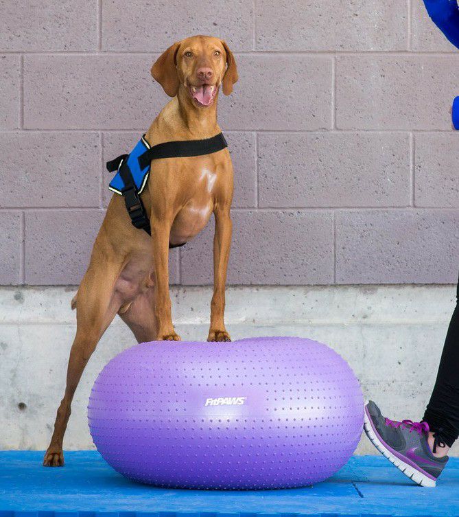 犬用バランスボール バランスボール バランスボーン 犬 筋トレ 足腰 ...