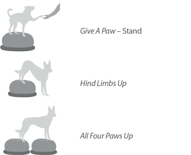 値下げ！Fit PAWS TRAXピーナッツ 犬のバランスボール - 犬用品