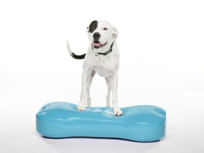 犬用 アジリティグッズ FitPAWS ドッグバランスフィットネス CanineGym K9FITbone ジャイアント Violet  オリジナルペットシーツと海外ペット用品のセレクトショップ ALLFORWAN'sLIFE（オールフォーワンズライフ）