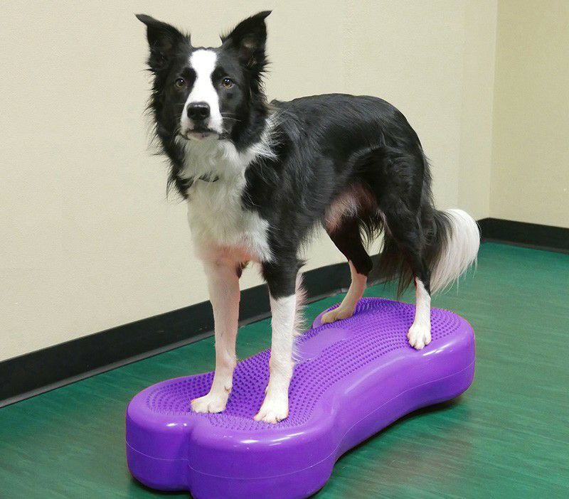 犬用 アジリティグッズ FitPAWS ドッグバランスフィットネス